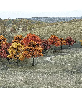 Tr1575 Fall Deciduous Trees 3/4-2 (38) 1
